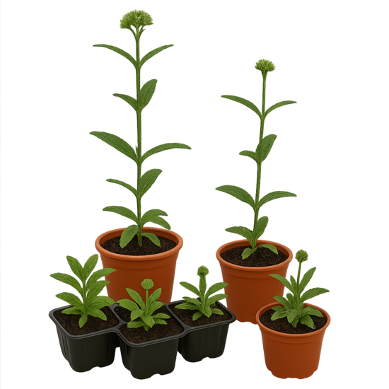 Verbena officialis  ''Bampton ''6gb.mazo stādu komplekts